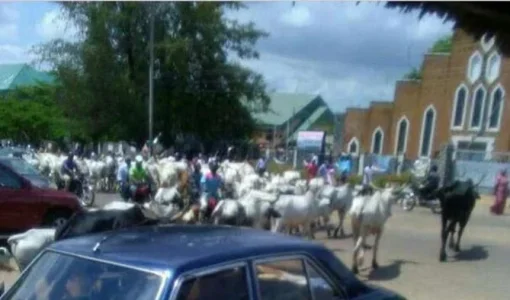 herds.JPG