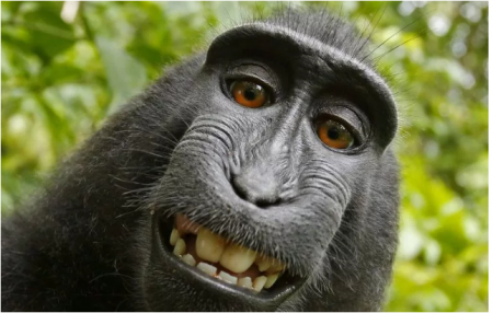 Monkey 'Ruins Life' Of Man Who Took His Photograph